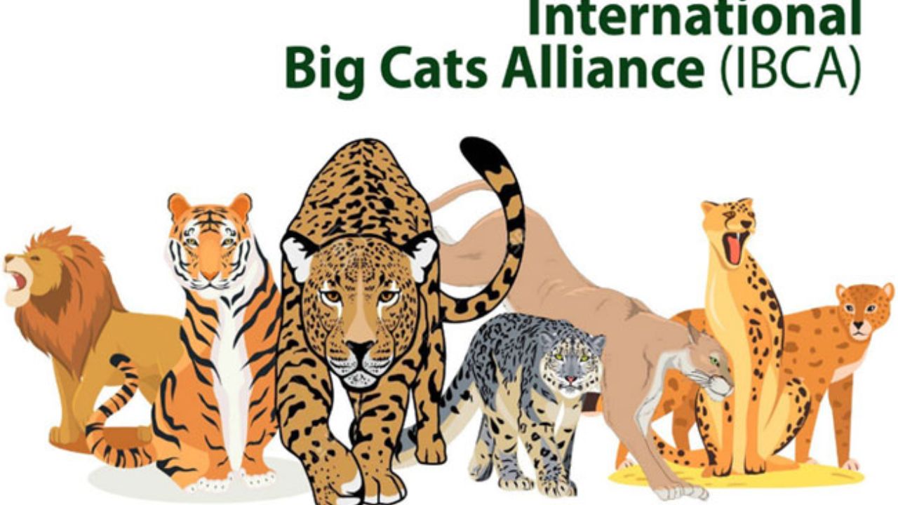 Usthadian Academy / Cabinet Approval, Establishment Of International Big Cat Alliance (IBCA) | 02 mar 2024 Usthadian Academy / Cabinet Approval, Establishment Of International Big Cat Alliance (IBCA)